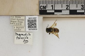 Media type: image;   Entomology 793919 Aspect: Labels